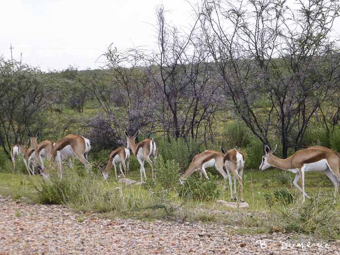 Steenbok en Namibie